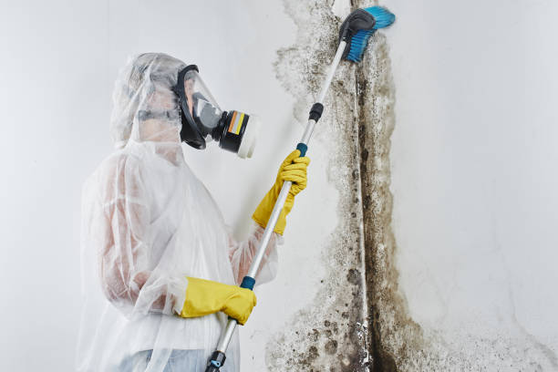 Best Mold Cleaning Services  in Carrabelle, FL