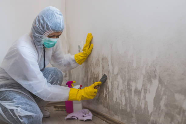 Best Mold Remediation  in Carrabelle, FL