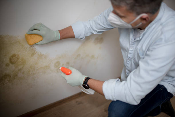 Best Residential Mold Removal  in Carrabelle, FL