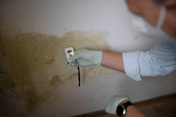 Best Certified Mold Removal  in Carrabelle, FL