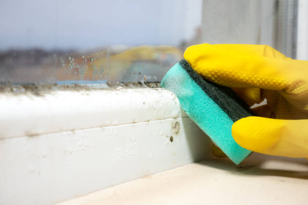 Best Black Mold Removal  in Carrabelle, FL