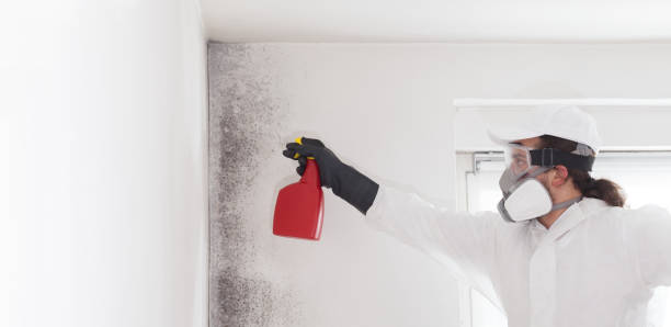 Best Commercial Mold Removal  in Carrabelle, FL