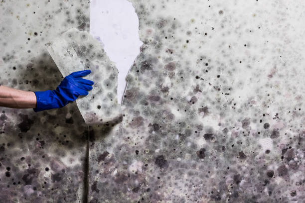 Best Affordable Mold Removal  in Carrabelle, FL